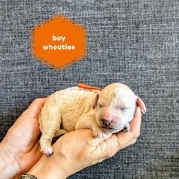 Wheaties - Cream male Goldendoodle puppy in Cambridge, Minnesota from Country Meadow Doodles