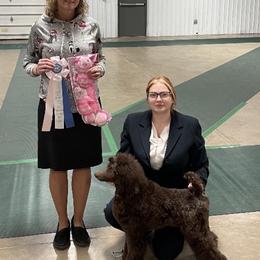 Poodle All Grown Up from Purley Poodles