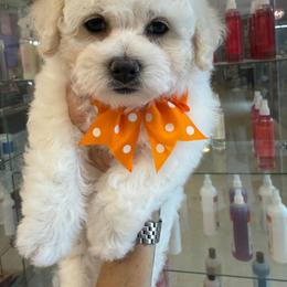 Orange - White female Bichon Frise puppy in Lake Elsinore, California from Amber's Bichon Frise and Poodles