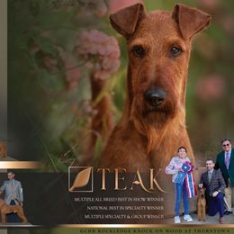 Irish Terrier puppies from Thornton's Terriers