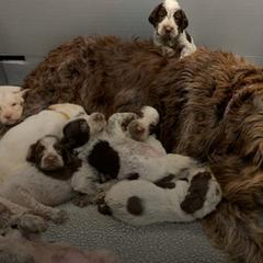 Spinone Italiano Puppies from Mountain Valley Spinone