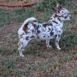 Maya - Chihuahua