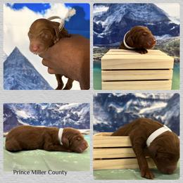 Goldendoodle and Golden Retriever Puppies from Were The Mack'Doodles