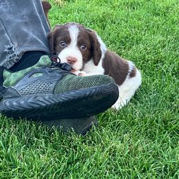 Diego - Liver and white male English Springer Spaniel puppy in Bonners Ferry, Idaho from Paradise Valley Springers