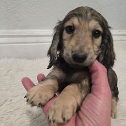 Fred - Cream male Dachshund puppy in Price, Utah from Stone Kennels