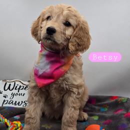 Betsy - Apricot female Goldendoodle puppy in Neillsville, Wisconsin from Granton Creek