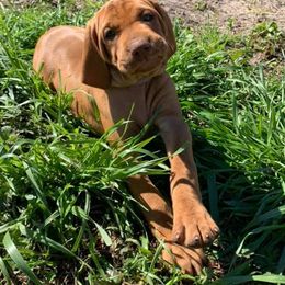 Vizsla Puppies from GT Gundogs