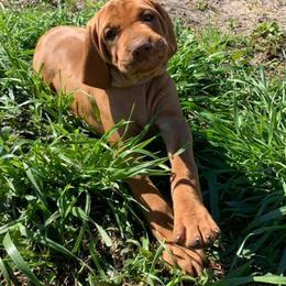Vizsla Puppies from GT Gundogs