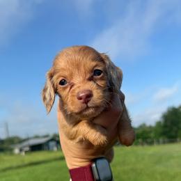 MWF2 - Dapple female Dachshund puppy in Carthage, Texas from Rafter C Ranch Doxies