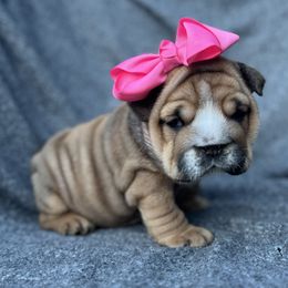 Wilma - Red female Bulldog puppy in Lakeland, Florida from Fur Love And Puppies