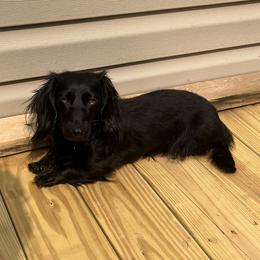 Miss. Lady - Dachshund