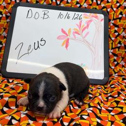 Zeus - Brindle and white male Boston Terrier puppy in Fillmore, Illinois from Wind Hill Puppies