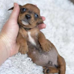 Max - Red male Dachshund puppy in Decatur, Mississippi from KP Dachshunds