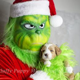 Prince Charming (blue collar) boy - Apricot male Goldendoodle puppy in Corona, California from Fluffy Puppy Mini Doodles LLC