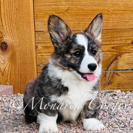 TSUNAMI (Sue) - Brindle and white female Cardigan Welsh Corgi puppy in Denver, Colorado from Monarch Corgis