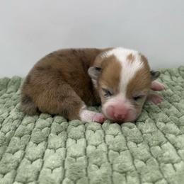 Ember - Red merle and white female American Corgi puppy in Waco, Texas from The Comma Corgis