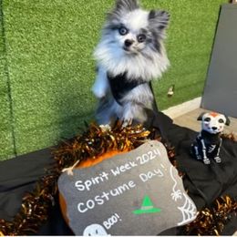 Azure - Pomeranian