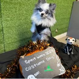 Azure - Pomeranian