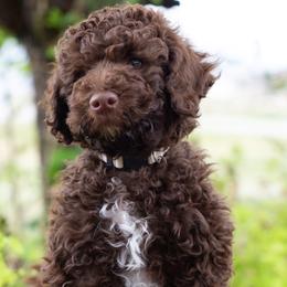 Chocolate Swirl- White Boy - male Australian Mountain Doodle puppy in Highland, Utah from Angel Pups Deluxe