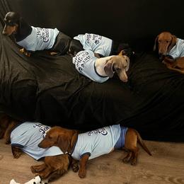 Dachshunds from Hayden’s Darling Doxies