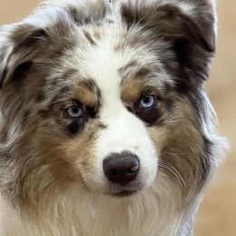 Miniature Australian Shepherds from Southern Lane Aussies
