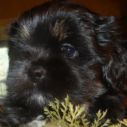 AKC NARDO - Black and tan male Lhasa Apso puppy in Fort Washington, Maryland from GyanGanj Lhasa Apso