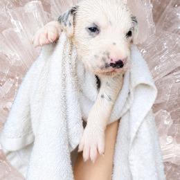 Gypsum - White and black male Dalmatian puppy in Bremen, Georgia from Clark’s Dalmatians