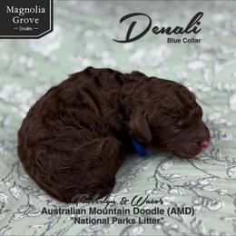Denali - Blue Collar - male Australian Mountain Doodle puppy in Oxford, Alabama from Magnolia Grove Doodles