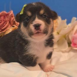 Mantis - Black and tan female Pembroke Welsh Corgi puppy in Austin, Texas from Cutest Corgi's of Austin