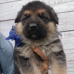 Navy - Black and red male German Shepherd puppy in Gustavus, Ohio from Cross Kreek Kennels