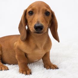 Gunner  End of Summer Puppy Special - Red male Dachshund puppy in Fredricktown, Missouri from Ivy Cream Dachshunds