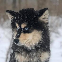 Pomskies from Our Pomsky Yard