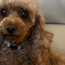 Goldendoodles and Poodles from Doodles & Poodles by Tiki