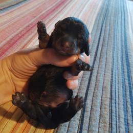 Emma - Black and tan female Dachshund puppy in Brave, Pennsylvania from Whiskers & Wagging Tails