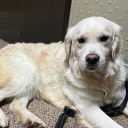 Hailey - Golden Retriever
