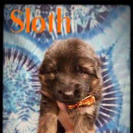 Sloth - Black and tan male German Shepherd puppy in Fort Jennings, Ohio from Von Holtzapple German shepherds
