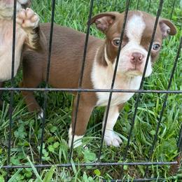 Lillie - Red female Boston Terrier puppy in Fillmore, Illinois from Wind Hill Puppies