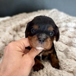 Glacier -Male - Black and tan male Cavalier King Charles Spaniel puppy in El Campo, Texas from Longhorn Cavaliers