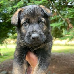 Mariachi - Sable Boy - Sable male German Shepherd puppy in Oakland, Oregon from VHM German Shepherds