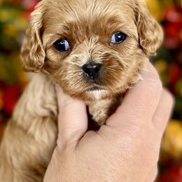 Rizz - Red female Cavapoo puppy in Cedar City, Utah from Cedar Sprout Puppies
