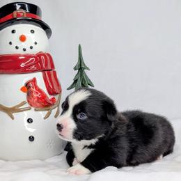 Snoopy - Black and white male American Corgi puppy in Clarksville, Tennessee from Cold Creek Family Farm LLC