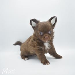 Max - Chocolate male Chihuahua puppy in Bulls Gap, Tennessee from Smokey Mountain Chihuahuas