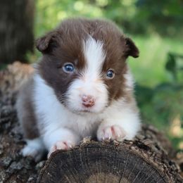 AKC Red Boy - Red male Border Collie puppy in Noble, Oklahoma from CheckItOut Border Collies