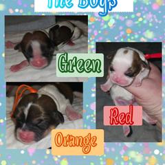 Cavatzu Puppies from Pulley Puppies