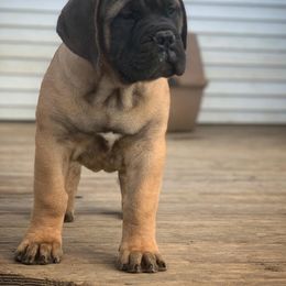 Bullmastiff and French Bulldog Puppies from Big Bully Nation