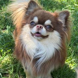 Yeti - Chihuahua