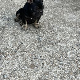 French Bulldog and Rottweiler Puppies from MBArotties_frenchies