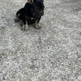 French Bulldog and Rottweiler Puppies from MBArotties_frenchies