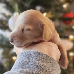 Pink collar - Red female Dachshund puppy in Pasco, Washington from Loyal Lil Dachshunds
