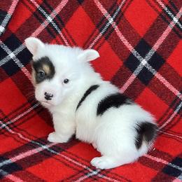 Riley - White and black male Pembroke Welsh Corgi puppy in Washington, Arkansas from Foxy Knoll Farm